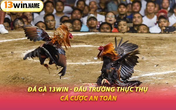 Đá Gà 13WIN - Đấu Trường Thực Thụ, Cá Cược An Toàn